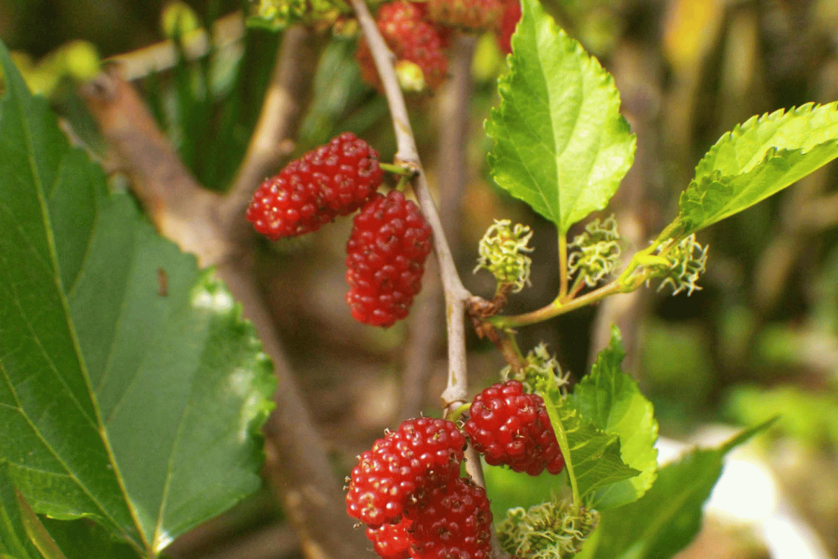 Red mulberry (Morus rubra).png